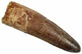 Fossil Spinosaurus Tooth - Real Dinosaur Tooth #345435-1